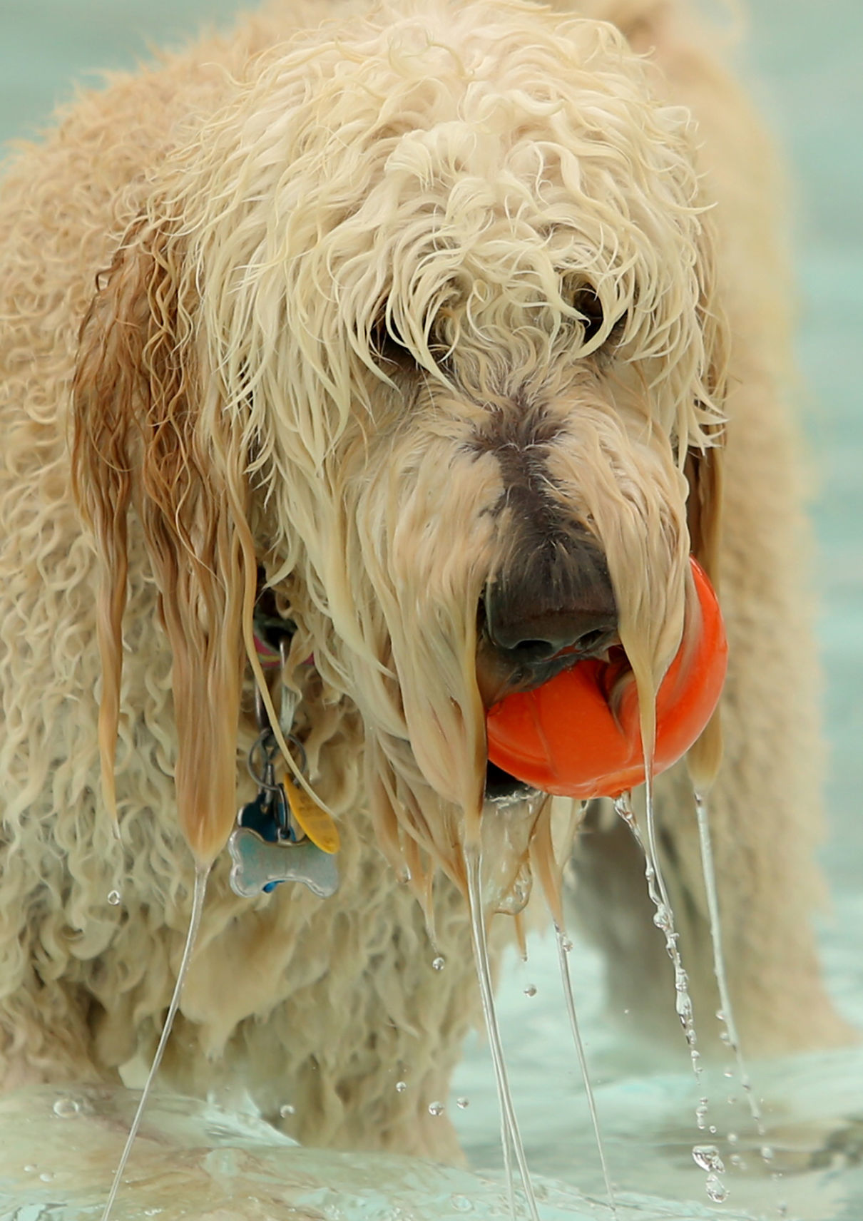 082717-Doggy-Splash-002